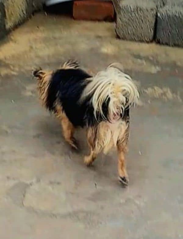 Japani imported dog for sale 03115759995 1