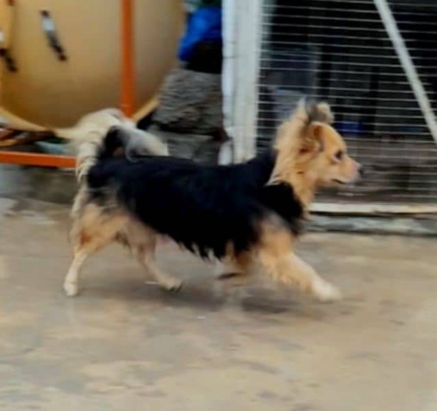 Japani imported dog for sale 03115759995 3