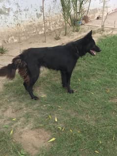 Belgian Shepherd