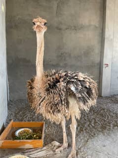 Ostrich