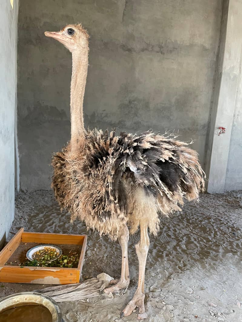 Ostrich 1