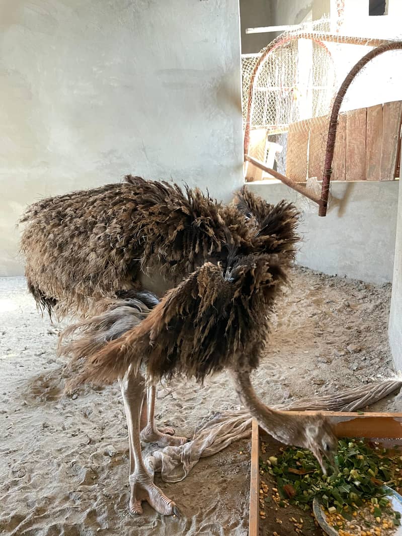 Ostrich 3