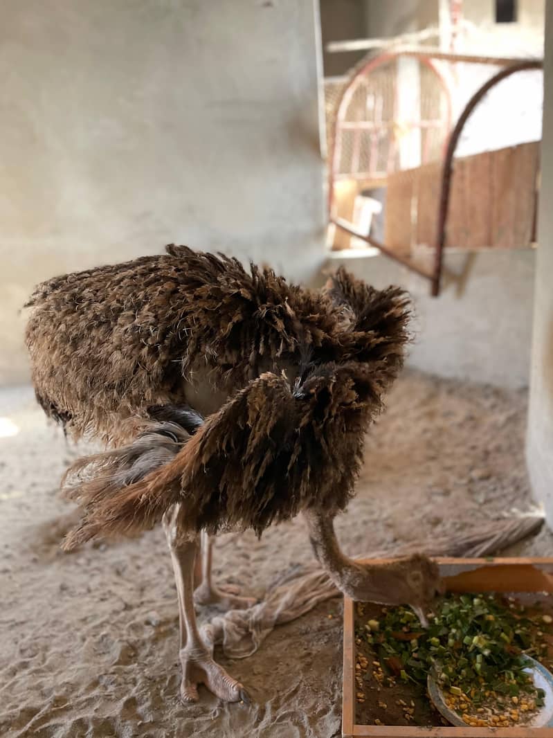 Ostrich 4