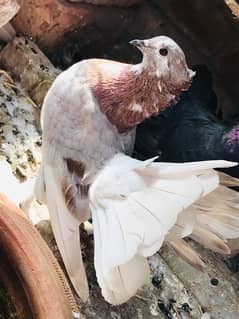 fantail pigeon for sale