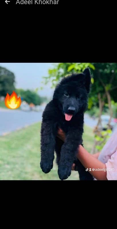 German shepherd puppy male black long coat 0