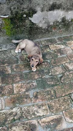 bakarwal puppy for sale 0