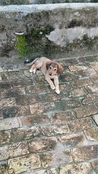 bakarwal puppy for sale 1