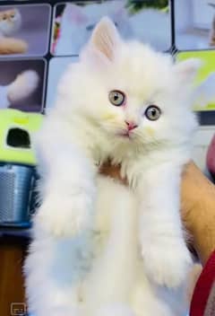 Persian cat for sale 2 my WhatsApp number 03265390925