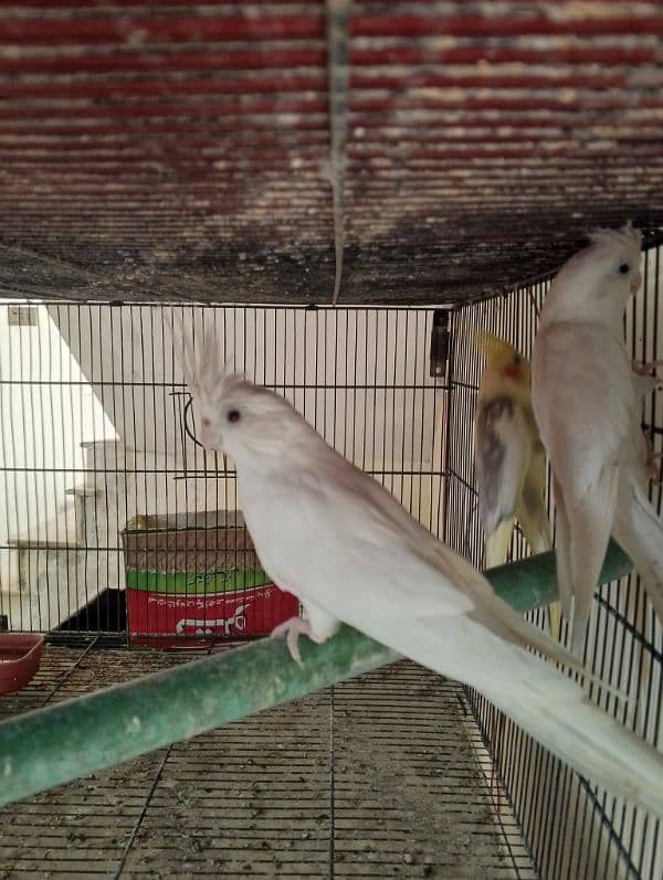 home breeder pair for sale 0