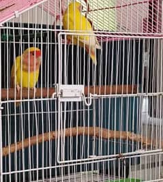  For Sale: Beautiful Love Birds (Red Eye Pair)+ Iron Cage  0