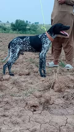 pointer male for sale