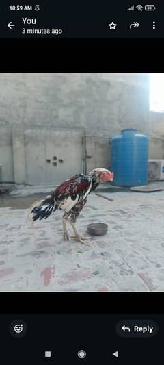 aseel fancy bird