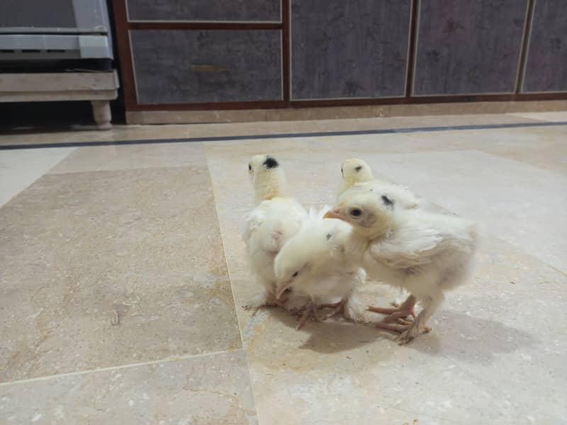 Molted bantam chicks 0