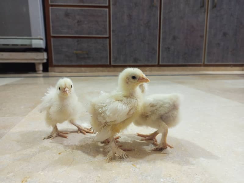 Molted bantam chicks 1