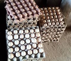 Egg | Golden Mis | Hens egg | Organic Desi Eggs | fertile egg