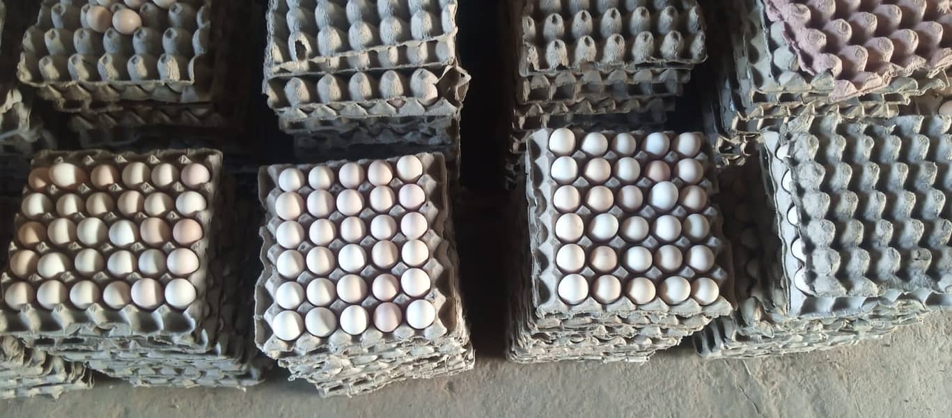 Egg | Golden Mis | Hens egg | Organic Desi Eggs | Desi eggs 1