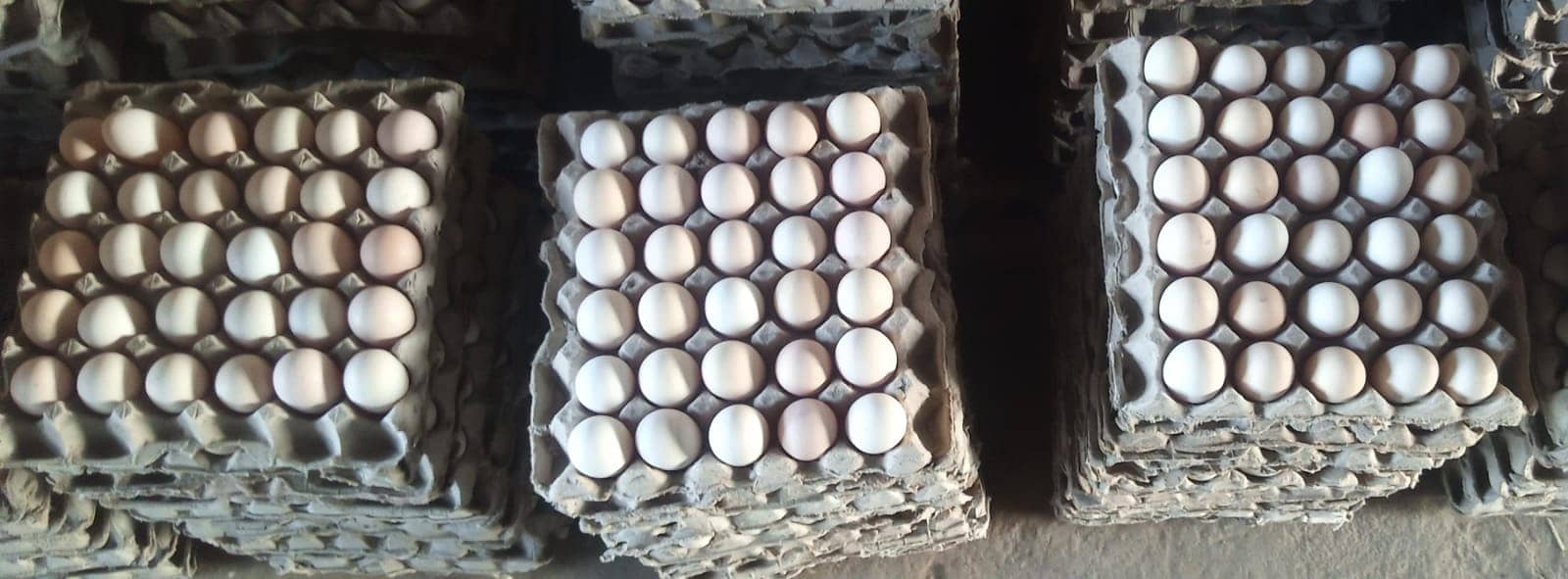 Egg | Golden Mis | Hens egg | Organic Desi Eggs | Desi eggs 2