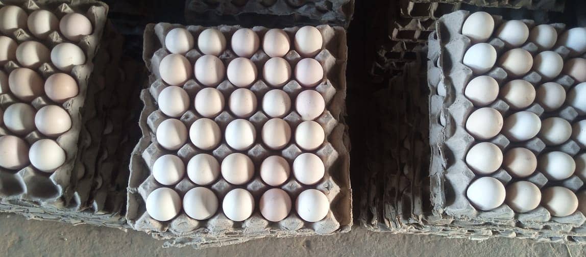 Egg | Golden Mis | Hens egg | Organic Desi Eggs | Desi eggs 3