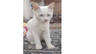 white cat beautiful 0