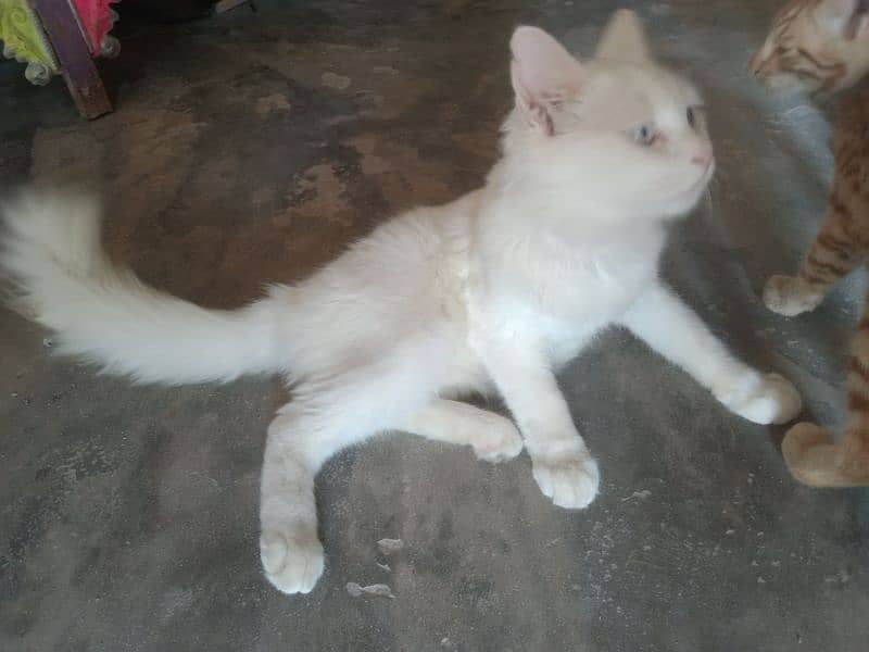 white cat beautiful 1