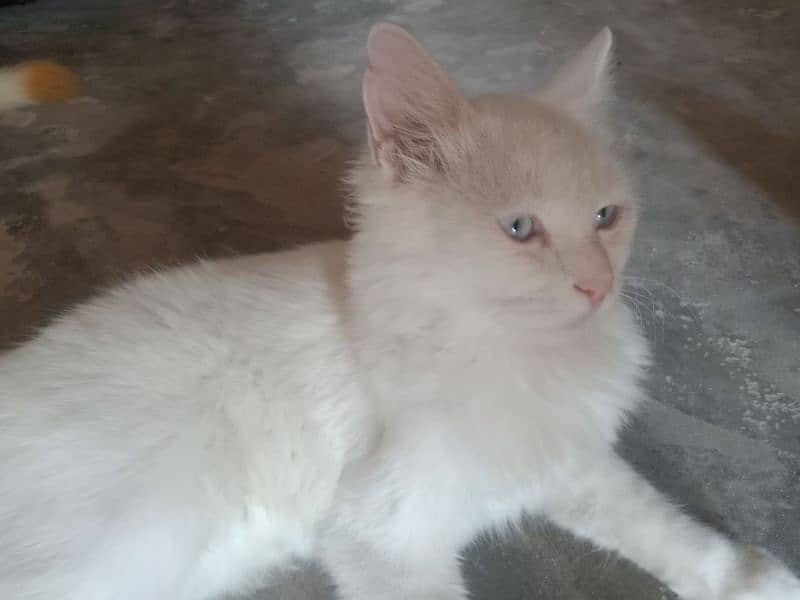 white cat beautiful 2