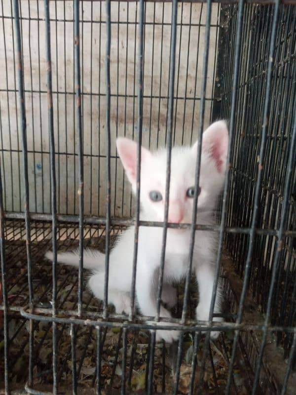 Cat with three kitten 1