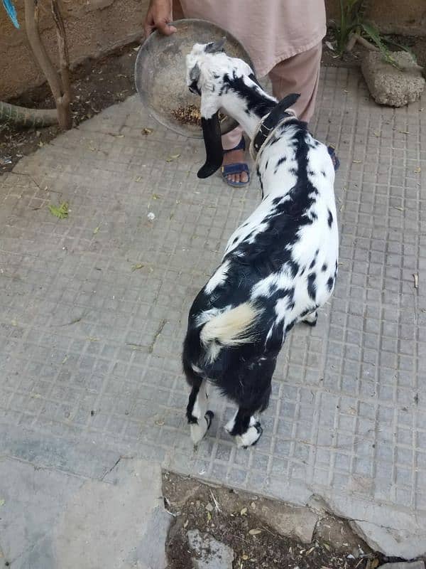 Bakra for sale. . 4