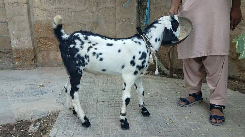 Bakra for sale. . 5