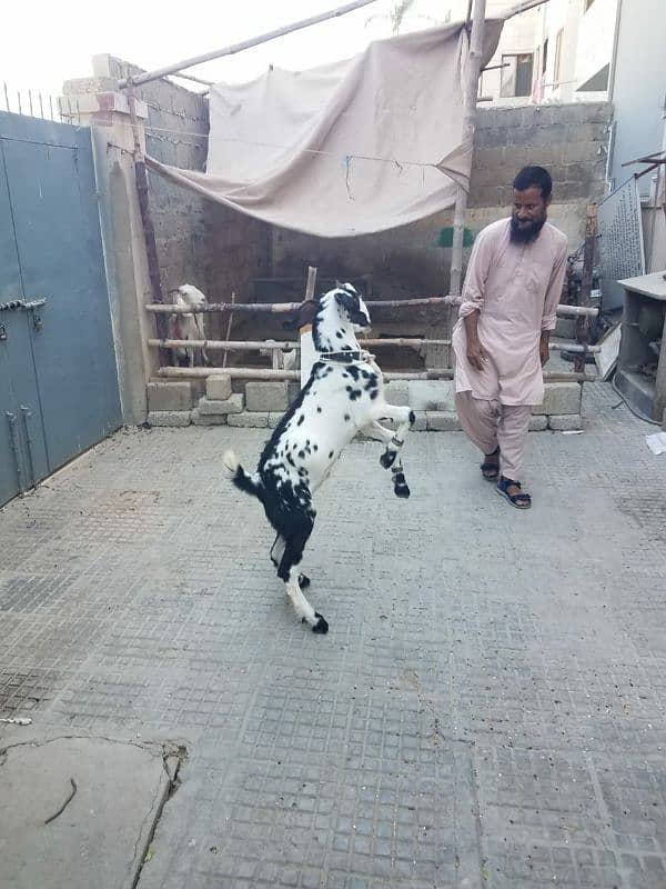 Bakra for sale. . 8