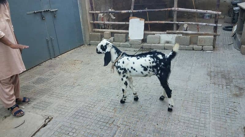 Bakra for sale. . 9