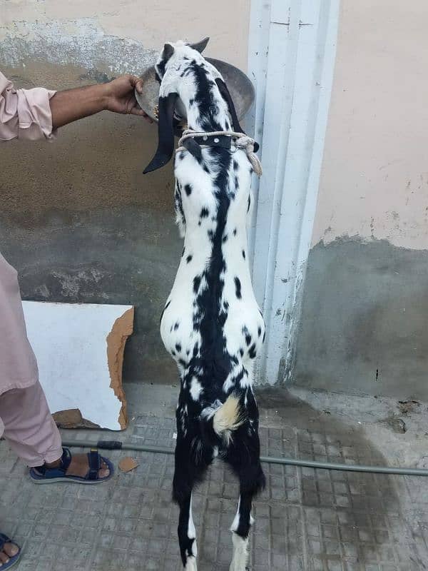 Bakra for sale. . 10