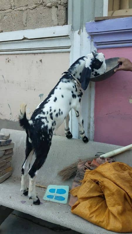 Bakra for sale. . 12