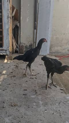 BLACK SHAMO Aseel 2 females for sale 0