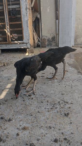 BLACK SHAMO Aseel 2 females for sale 1