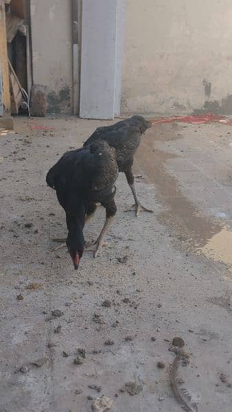 BLACK SHAMO Aseel 2 females for sale 2