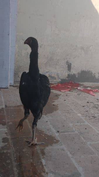 BLACK SHAMO Aseel 2 females for sale 3