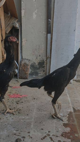 BLACK SHAMO Aseel 2 females for sale 4