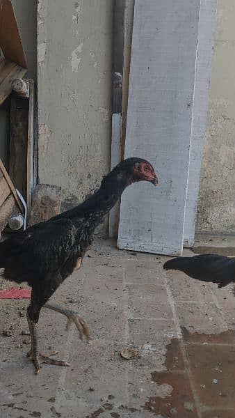 BLACK SHAMO Aseel 2 females for sale 6