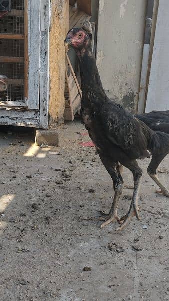 BLACK SHAMO Aseel 2 females for sale 7