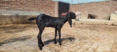 goat amratsari beetal me 03227372146 whatsap