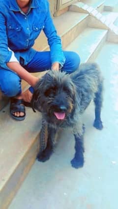 Russian terrier dog for sale