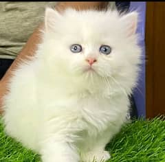 Persian cat for sale 2 month age my WhatsApp number 03265390925