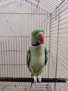 Male Talking Raw Parrot For Sale