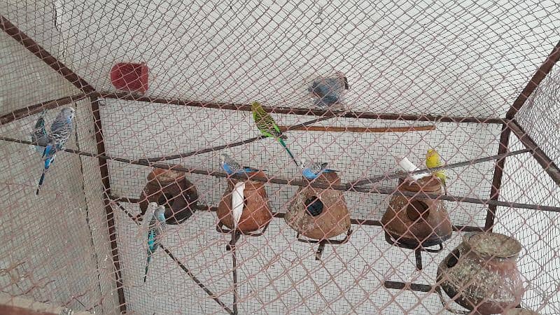 Australian parrots for sale mix  red eyes only whatsapp content please 3