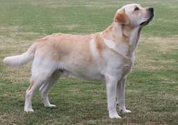 labrador