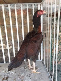 Quality aseel kajuri madi ready to Breed hai 03125493963 W/S