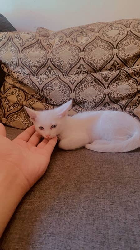 male persian cat for sale 1