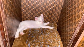 male white cat for sale