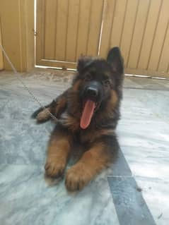 gsd long cord puppy urgent sail