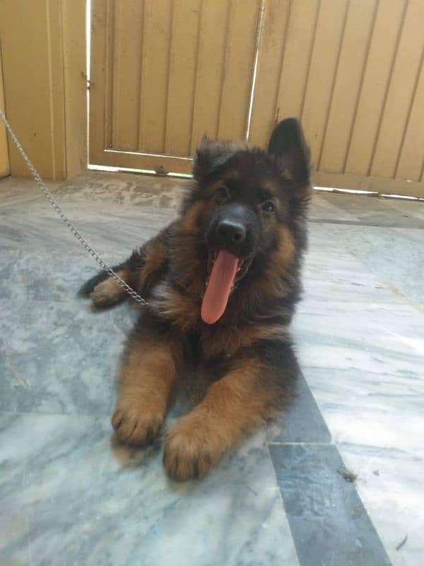 gsd long cord puppy urgent sail 0